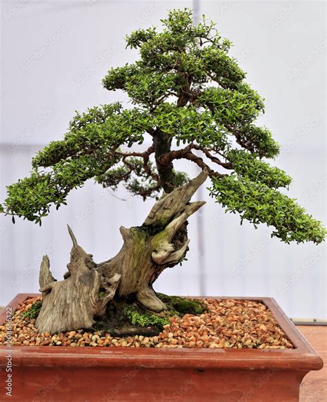 Pemphis acidula bonsai (Philippine Bantigue) .
